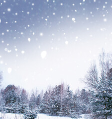 Landscape. Frozen winter forest with snow covered trees.