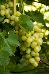 Bunch of green grapes in the garden.