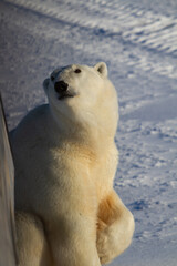 Closeup of a polar bear or ursus maritumus looking up on a sunny day with snow in the background,...