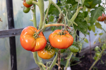 Ripe, large red tomatoes in bunches inside the greenhouse. Green leaves and green stems. In the background, other tomato bushes and a blurred greenhouse