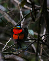 Wilson's bird-of-paradise (Cicinnurus respublica) in Papua, Indonesia