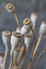 Dry poppy heads and stems without petals. Dried up. Gray mottled blurred background.