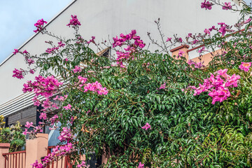 Bush of pink trumpet vine on the backdrop of a city building in La Laguna, Spain. A beautiful exotic flowering Podranea ricasoliana plant. Flora of the Canary Islands
