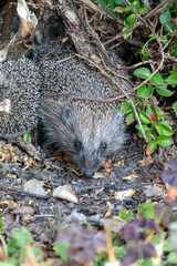 Naklejka premium A big mother hedgehog, with little hedgehog children, goes for a walk in the flower garden. Sunny summer day