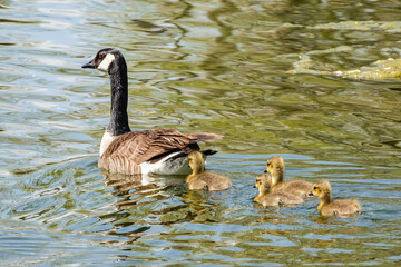  goose and goslings swimming 