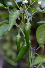 A green, immature chili pepper grows on a paprika bush. Green shiny leaves in a greenhouse. Blurred background