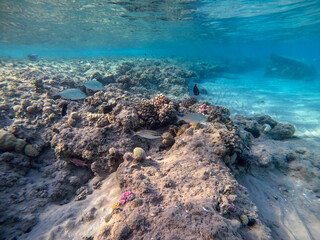 Shoal of Sargos or White Seabream swimming at the coral reef in the Red Sea, Egypt..