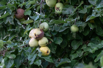 A ripe, green and rotten apple in an apple tree with large green leaves. In yellow, green and brown