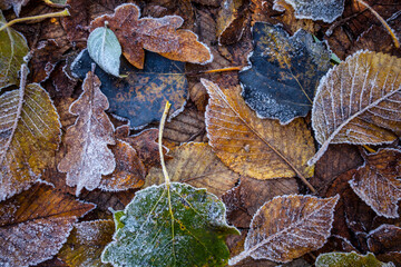 Boden im Wald im Winter