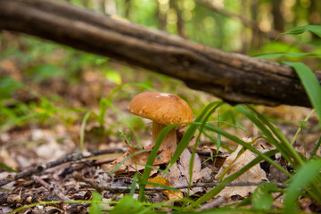 Boletus mushroom in the wild. Porcini mushroom grows on the forest floor at autumn season..