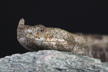 A portrait of a Long-nosed Viper
