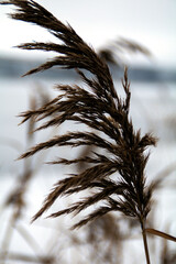 photo of a bulrush in winter