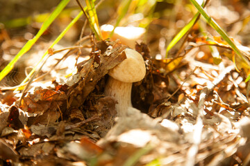 Single Boletus mushroom in the wild. Porcini mushroom grows on the forest floor at autumn season..