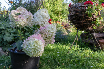 Hydrangea macrophylla, hydrangea flower. Pink white and green flowers and dark green leaves. Grows in a black pot in a green garden. Flowers, plants, grass in the background. Sunny day