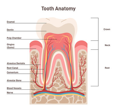 Human tooth structure. Cross section scheme representing tooth layers.