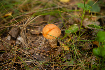 Red boletus mushroom in the wild. Red boletus mushroom grows on the forest floor at autumn season..