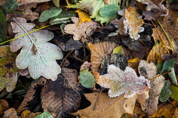 Waldboden im Winter