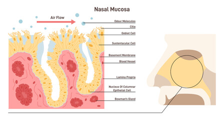 Nasal mucosa anatomy. Nasal mucous membrane lining the respiratory tract - obrazy, fototapety, plakaty