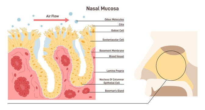 Nasal mucosa anatomy. Nasal mucous membrane lining the respiratory tract