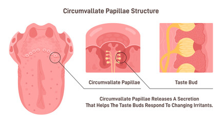 Circumvallate papillae structure. Taste receptors of the tongue placed
