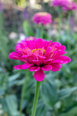 Zinnia elegans, violacea, a flowering plant in the family Asteraceae. Pink blooms and yellow centre, long green stem, and blurry background with garden