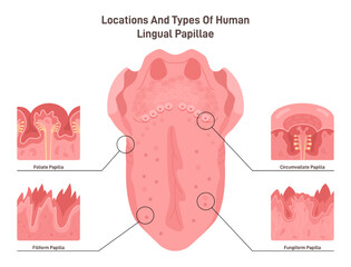 Human tongue papillae types and structure. Muscular organ taste receptors © inspiring.team