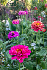 Zinnia elegans, violacea, a flowering plants in the family Asteraceae. Pink, purple and red blooms, yellow centre, long green stem, and blurry background with garden