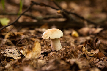 Single Boletus mushroom in the wild. Porcini mushroom grows on the forest floor at autumn season..