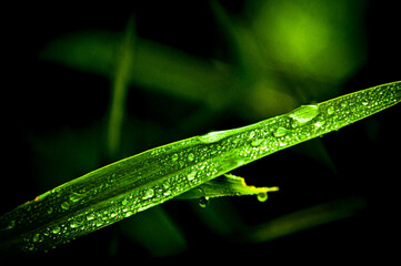 dew on the grass
