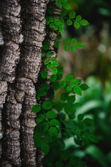 Grüne Blätter am Baumstamm