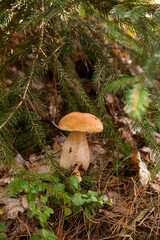 Porcini mushroom growing in pine tree forest at autumn season..