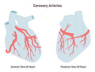 Coronary arteries of the heart. Anterior and posterior view. Circulatory system