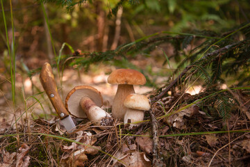 Pile of porcini mushrooms in pine tree forest at autumn season..