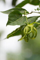 Ylang-ylang flower, Perfume Tree, ka dang nga