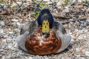 duck up close