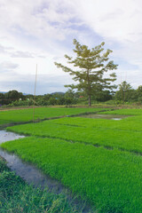 green rice field with Bombax ceiba