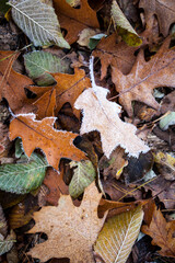 Roteiche gefroren im Wald