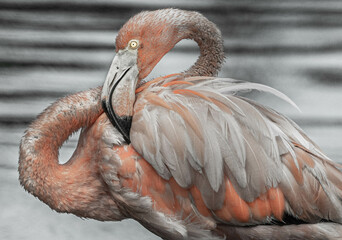 Retrato de flamingo