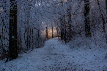 forest path in winter