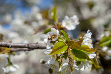 Close up view of working honeybee on white flower of sweet cherry tree. Collecting pollen and nectar to make sweet honey.