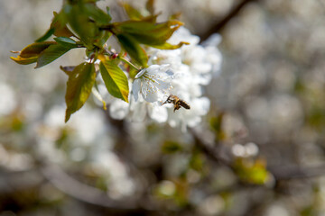 Working honeybee flying over the white flower of sweet cherry tree. Bee looking pollen and nectar to make sweet honey.