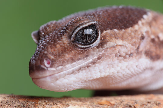 Portrait of a African Fat-tailed Gecko against a green background
