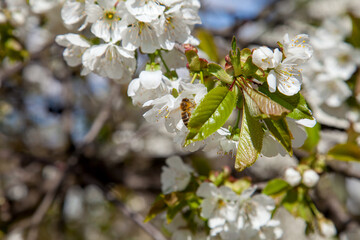 Close up view of working honeybee on white flower of sweet cherry tree. Collecting pollen and nectar to make sweet honey.