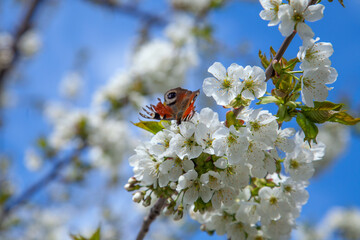 Close up view of butterfly on white flower of sweet cherry tree. Collecting pollen and nectar.