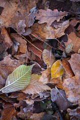 Bunter Winterwaldboden