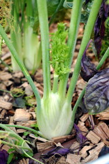 Close up of a fresh fennel plant