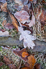 Eichenblatt auf dem Boden