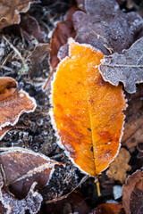 Blatt orange