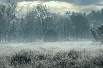 Obraz na płótnie Canvas Winter forest with frost on the trees and the ground and fog in the air