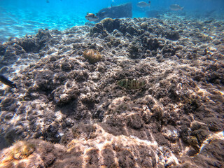 Big Broomtail wrasse (Cheilinus lunulatus) at coral reef..